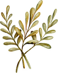 Watercolor autumn leaves