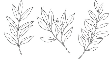 Naklejka premium Elegant Line Art Botanical Illustration Three Delicate Branches with Leaves Perfect for Design