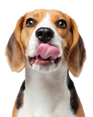 Photorealistic half body portrait of Beagle dog, showcasing its expressive face and playful demeanor. dog has shiny coat with distinct markings, and its tongue is playfully sticking out