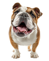 Obraz premium Photorealistic half body portrait of Bulldog dog with joyful expression, showcasing its distinctive features and friendly demeanor. This captures essence of beloved pet