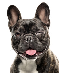 Photorealistic half body portrait of French Bulldog with playful expression, showcasing its unique features and charm. This captures essence of this beloved breed