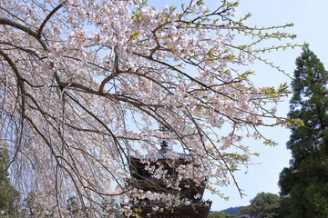 Daigo-ji Temple with cherry blossoms, a Buddhist temple with 5-story pagoda, at Daigohigashiojicho, Fushimi Ward, Kyoto, Japan 