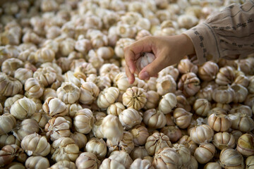 Close-Up of Hand Picking Fresh Garlic – Organic Food Concept