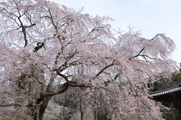 Daigo-ji Temple with cherry blossoms, a Buddhist temple with 5-story pagoda, at Daigohigashiojicho, Fushimi Ward, Kyoto, Japan 