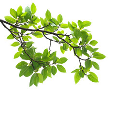 Obraz premium Vibrant Green Branch, Lush Leaves, Nature Photography, Isolated Background