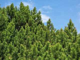 Obraz premium pine tree in the forest 