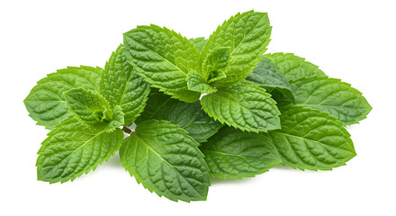 Detailed illustration of fresh mint leaves isolated on transparent background