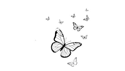 black butterfly illustration
