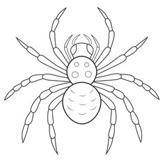 Detailed Line Art Illustration of a Spider