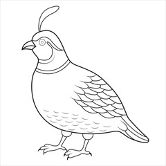 Detailed Outline of a Quail Bird