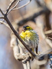 Eurasian siskin male, latin name spinus spinus, sitting on branch of tree. Cute little yellow songbird.