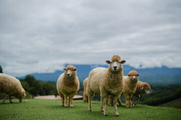 Fototapeta premium A group of sheep stands on green grass with a scenic mountain landscape in the background under a cloudy sky.