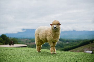 A fluffy sheep stands on green grass with mountains and cloudy sky in the background.