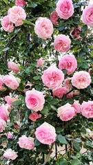 Abundant pink roses blooming on green foliage in spring garden  