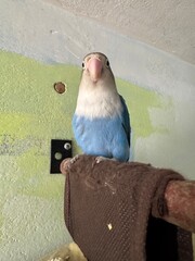 Exotic birds of the lovebird species