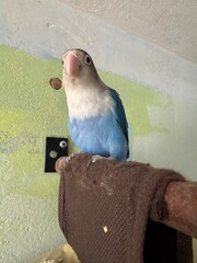 Exotic birds of the lovebird species