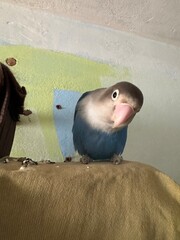 Exotic birds of the lovebird species