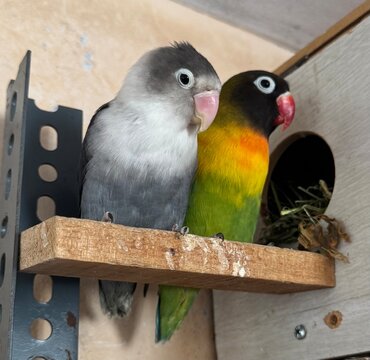 Exotic birds of the lovebird species
