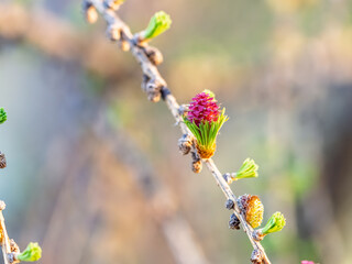 Larch tree fresh pink cones blossom at spring on nature background