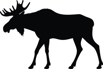 Fototapeta premium Majestic moose silhouette displays its impressive antlers while calmly standing in natural light