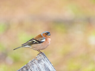 Common chaffinch, Fringilla coelebs, sits on a tree. Common chaffinch in wildlife.