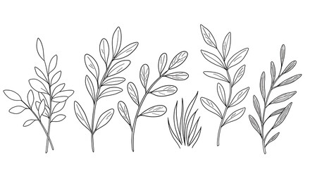Elegant Line Art Botanical Illustrations Sprigs Leaves and Grass Perfect for Design Projects