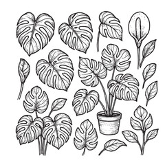 Monstera deliciosa plant and leaves. Hand drawn vector illustration in engraving style.