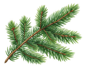 Detailed Green Pine Branch with Lush Foliage Against a Transparent Background
