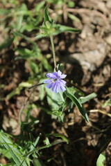 chicory, Trifolium resupinatum, Persian Clover or the Cichorioideae