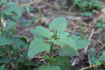 Fototapeta premium slender amaranth or the Amaranthus viridis green plant, flowers and seeds