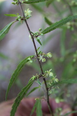 Cannabis sativa, Gallow grass or the Marijuana plant, flowers and seeds