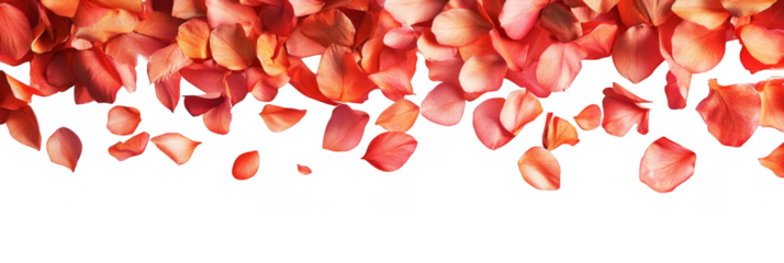 Scattered red and pink rose petals fall gracefully over a black background.