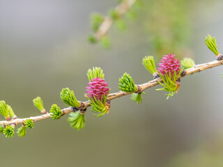 Larch tree fresh pink cones blossom at spring on nature background