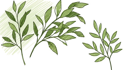 Hand Drawn Green Leaves Botanical Illustration Nature Sketches Greenery Design Elements