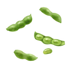 水彩風　茹でた新鮮な枝豆　さや付き