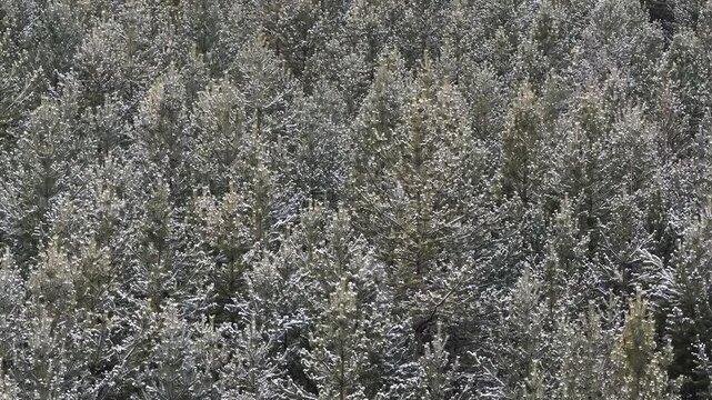 Flying above snow covered trees on a cloudy day giving an iconic aerial view 