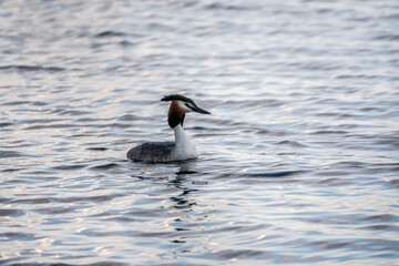 The waterfowl bird Great Crested Grebe swimming in the calm lake