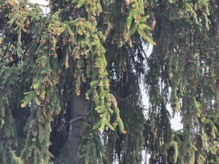 Beautiful botanical shot, natural wallpaper. Plant name is Picea abies Inversa.
