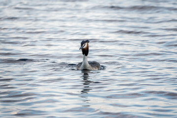 The waterfowl bird Great Crested Grebe swimming in the calm lake