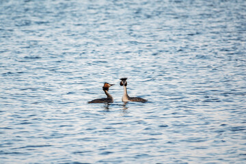Two Great Crested Grebes swim in the lake