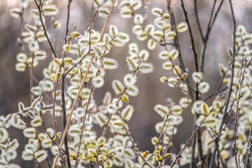 Nature awakes in spring. Blooming willow twigs and furry willow-catkins, so called seals or cats. Holly willow, Salix caprea
