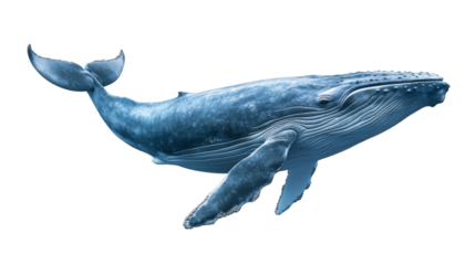 A large blue whale swimming majestically through the ocean,Transparent background, PNG file
