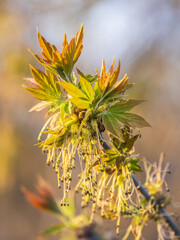 Acer negundo, Box elder, boxelder, ash-leaved and maple ash, Manitoba, elf, ashleaf maple male inflorescences and flowers on branch outdoor.