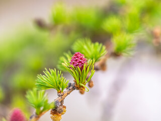 Larch tree fresh pink cones blossom at spring on nature background
