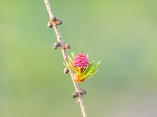 Larch tree fresh pink cones blossom at spring on nature background