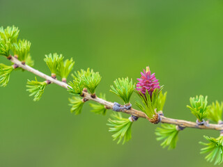Larch tree fresh pink cones blossom at spring on nature background