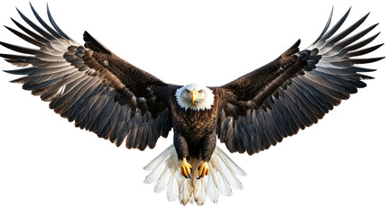 Obraz premium A majestic bald eagle with wings fully extended in flight,Transparent background, PNG file