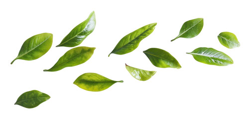 Naklejka premium PNG Natural Leaves group leaves leaf background.
