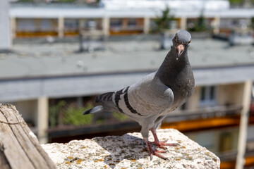 Fototapeta premium pigeon on a balcony with blurred building background