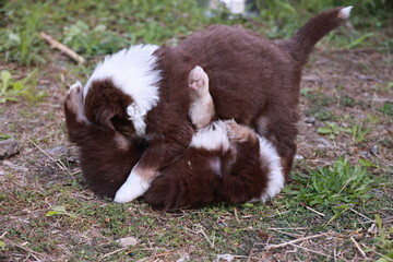 Two puppies playing together in a grassy area